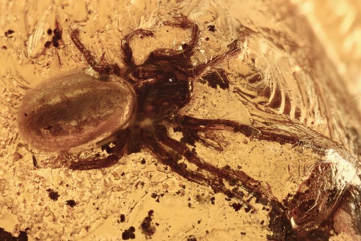 Detailed Fossil Spider (Araneae) In Baltic Amber #288632